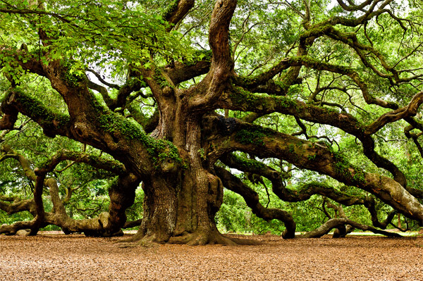 oak-tree2